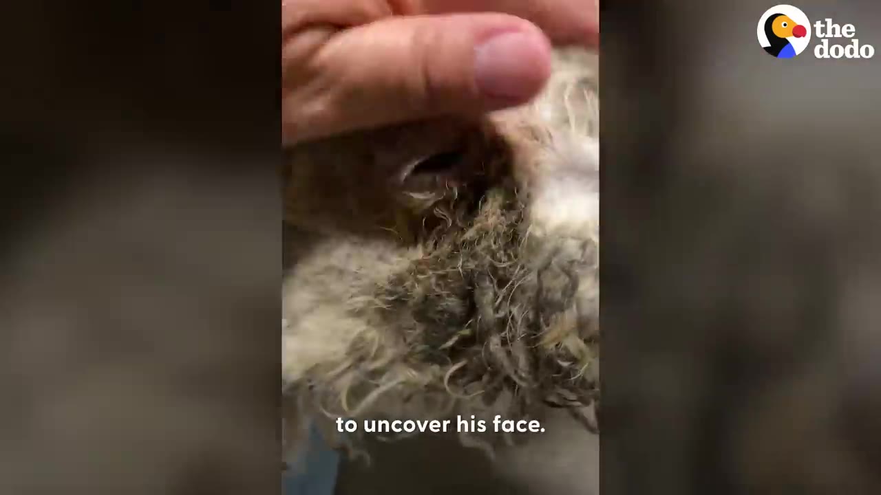 A hand gently resting on top of a matted dog's head to clear the fur around its eyes.
