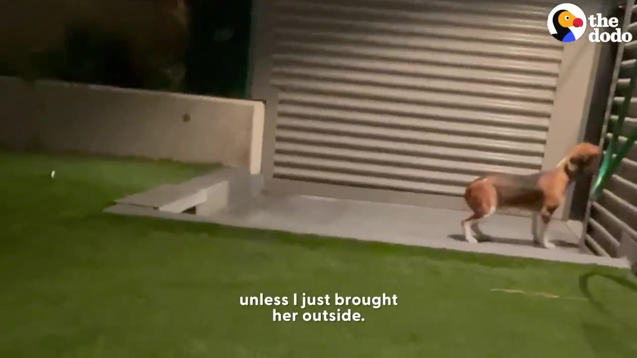 A brown and white dog stands hesitantly on a concrete patio next to a green lawn at night.