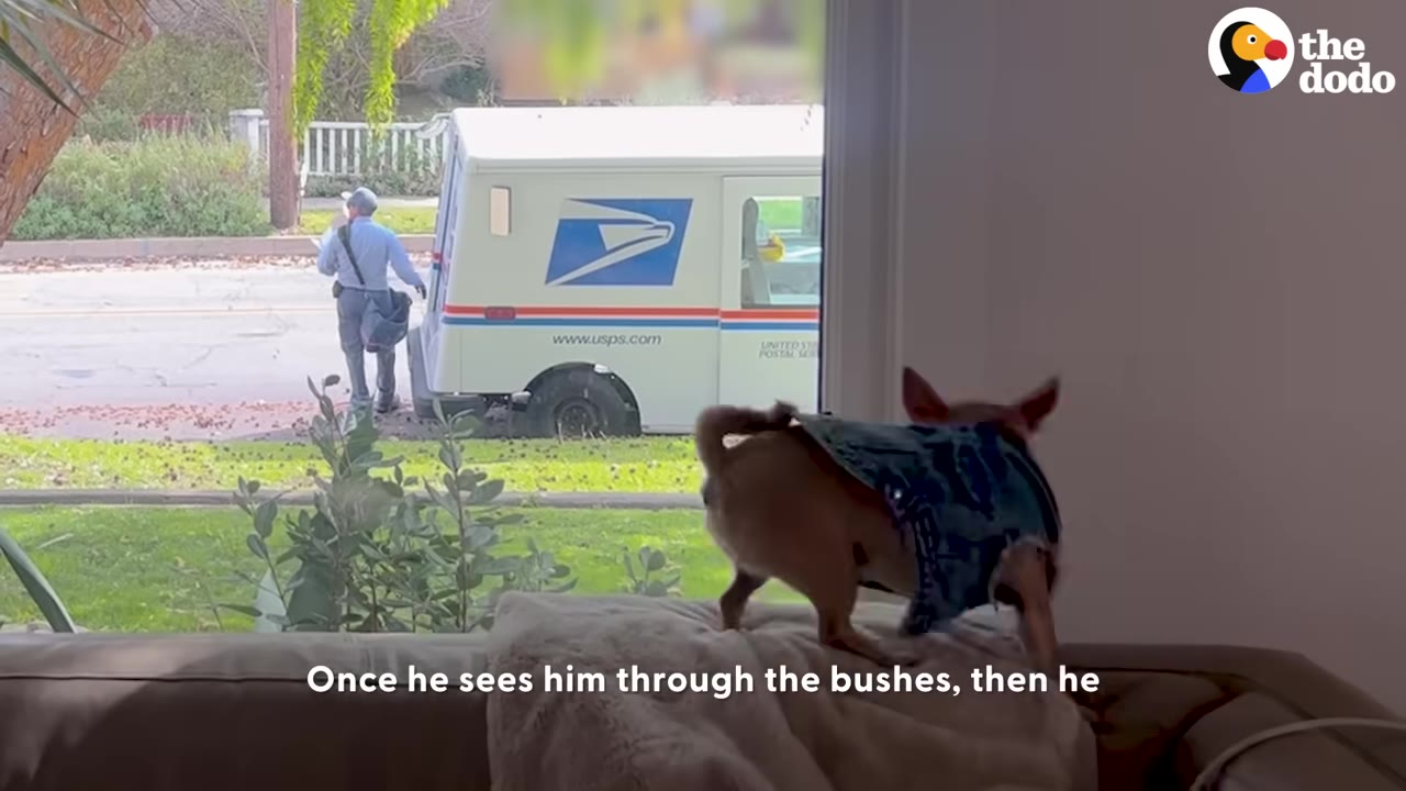 A small dog wearing a blue vest stands on the back of a couch, looking out a window at a USPS mail truck and mail carrier parked on the street.