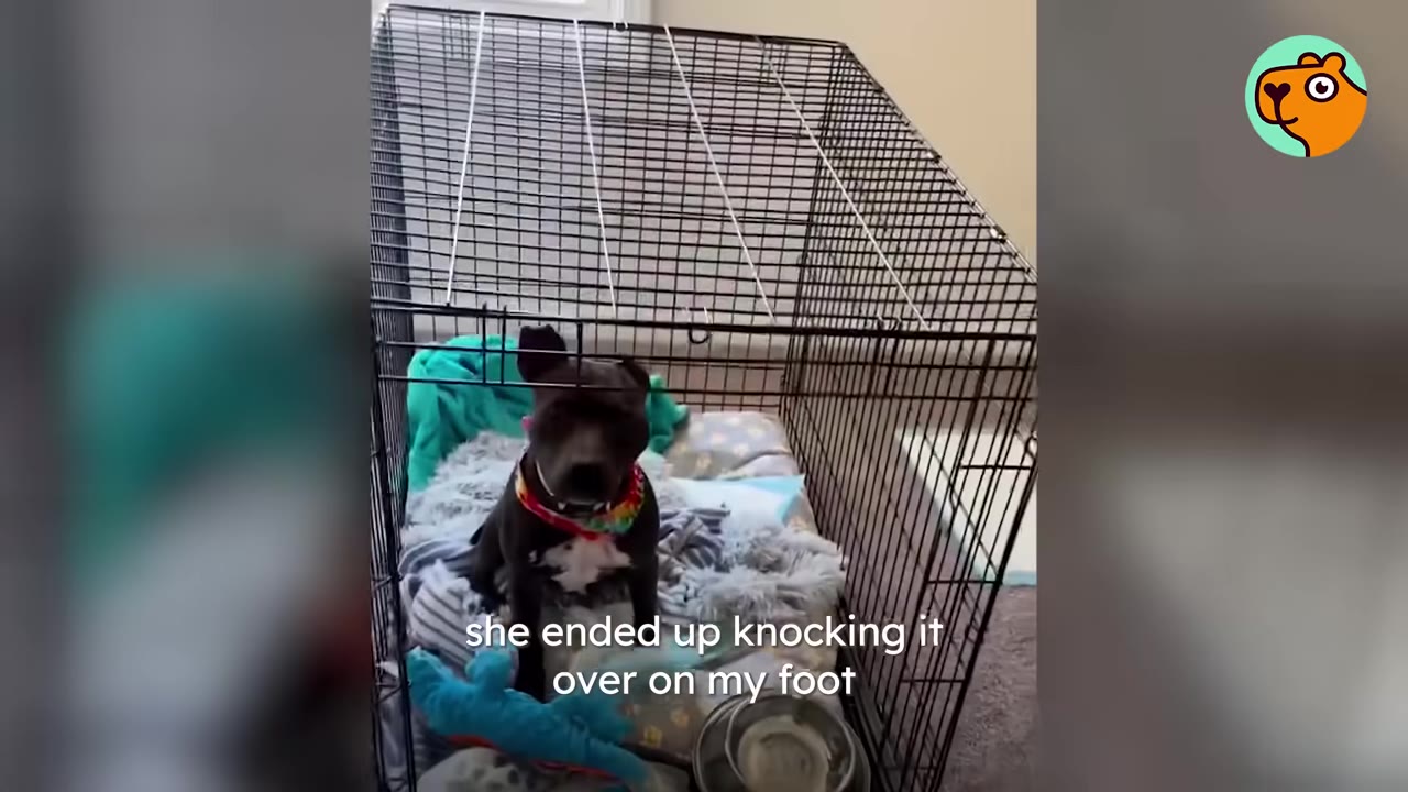 A black pit bull wearing a colorful bandana sits inside a wire dog crate filled with blankets and toys.