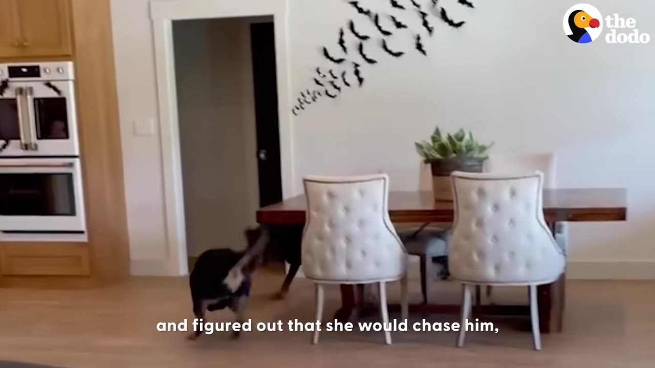 A Rottweiler and a French Bulldog puppy running around a dining table inside a house.