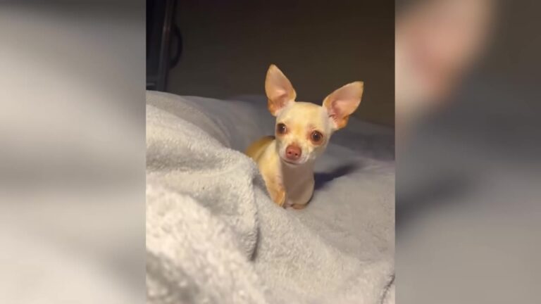 Georgia Man Takes In A Puppy Born Without Front Legs After Learning She Was Almost Thrown Away