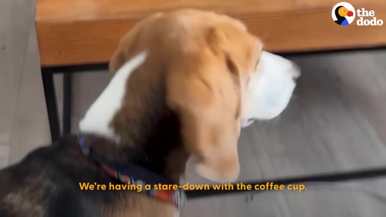 A beagle wearing a patterned collar looking intently off-camera while indoors.