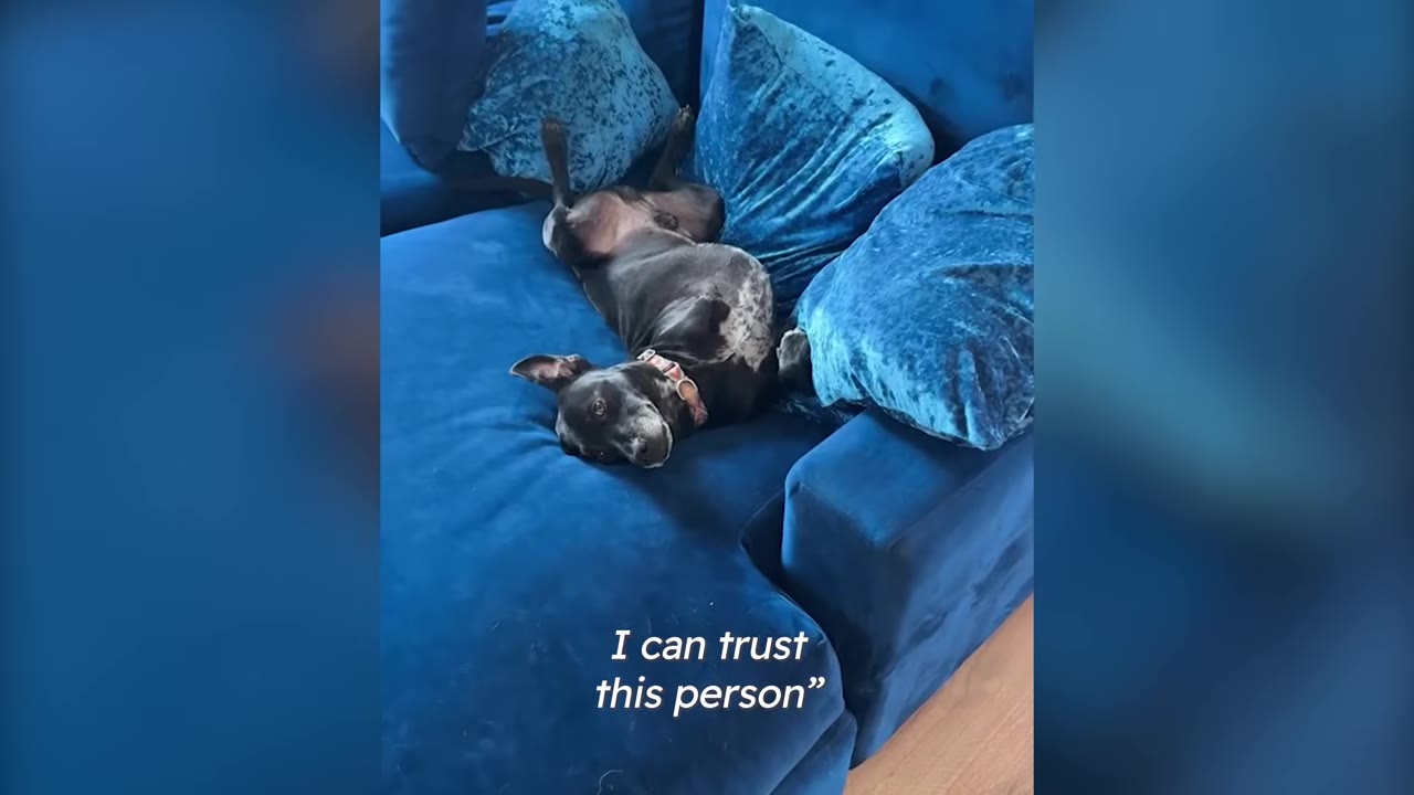 A black dog lying on its back on a blue plush velvet couch among blue pillows.