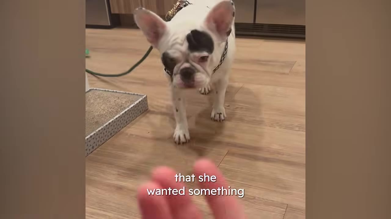 A white French Bulldog with a black patch over its left eye stands on a wooden floor, looking towards a hand in the foreground.