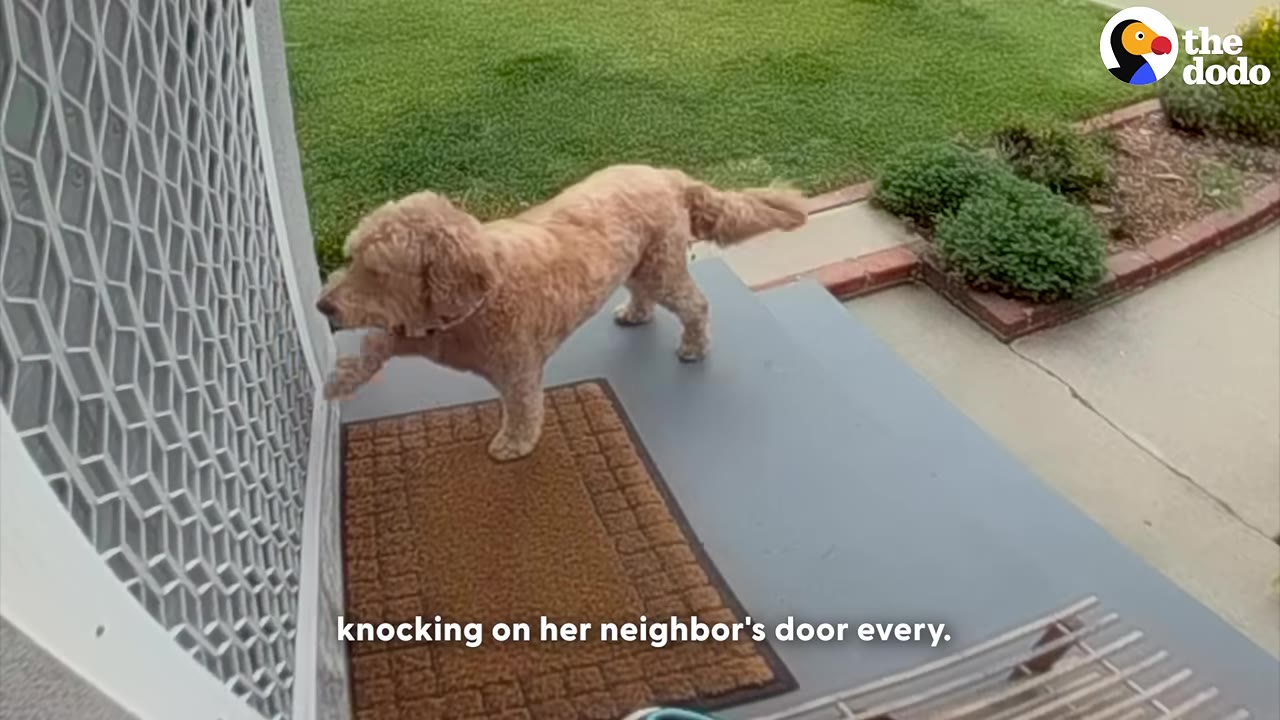 A fluffy golden dog stands on a front porch, raising its front paw to knock on a screen door.
