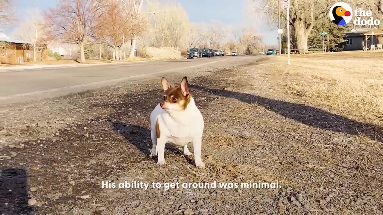 A small brown and white dog standing on a gravel roadside next to a street.