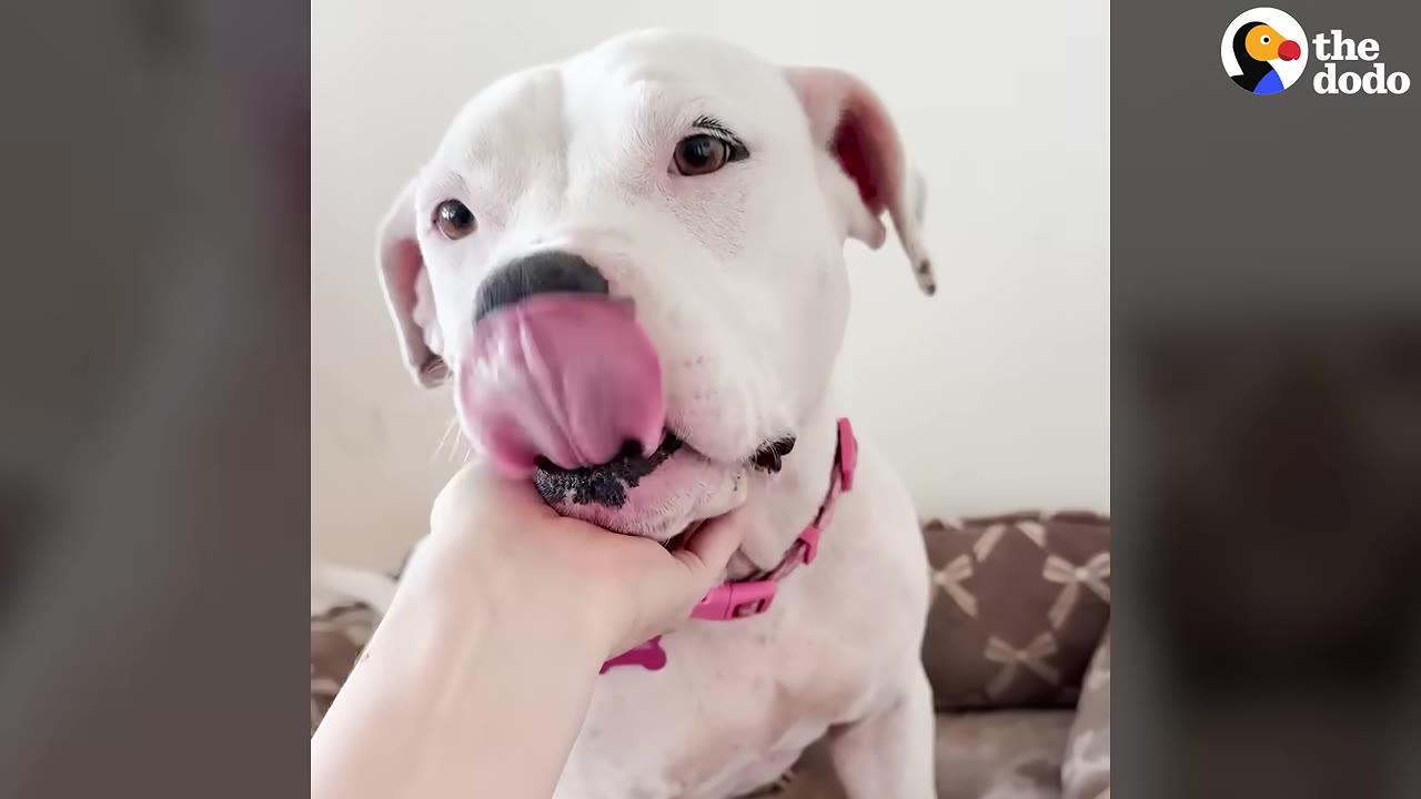 A close-up shot of a white dog with a pink collar licking a person's hand under its chin.