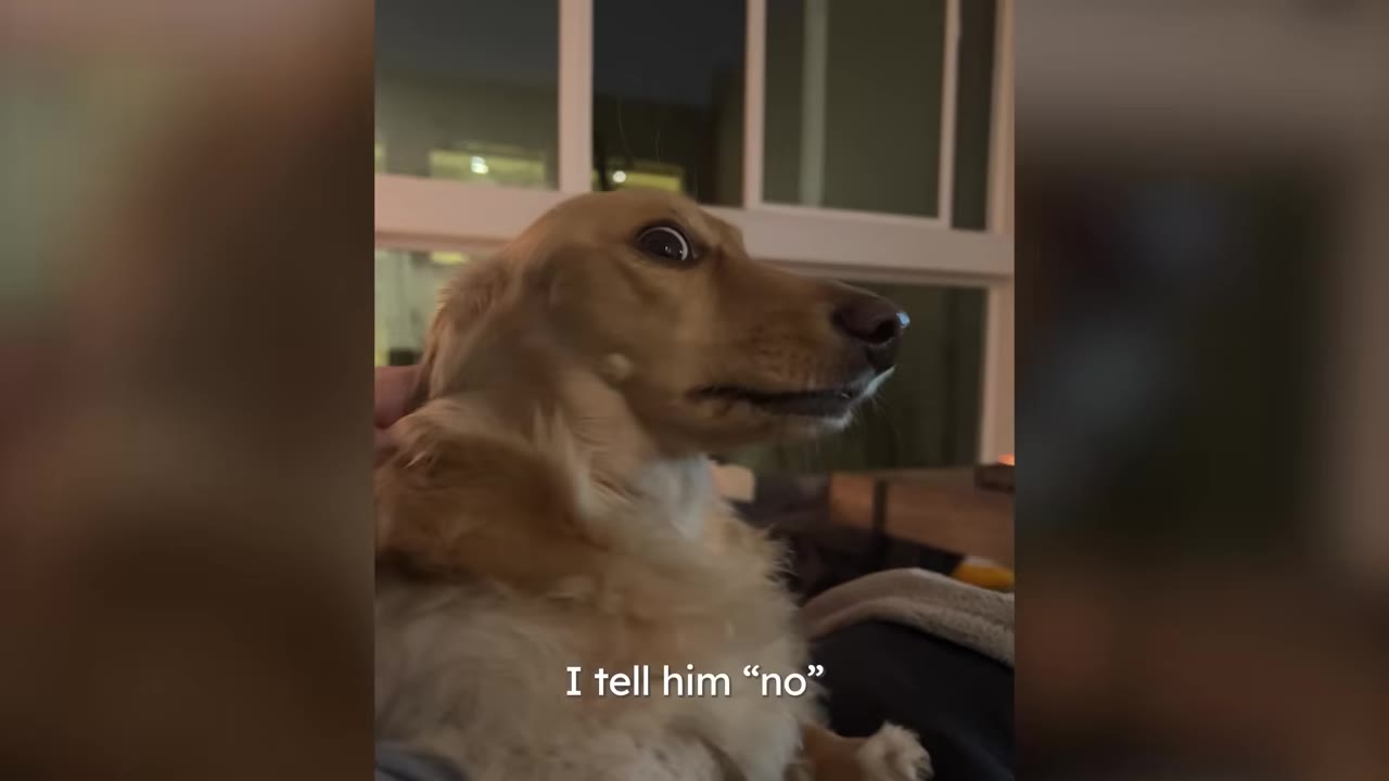 A light-colored dachshund sitting indoors looking wide-eyed off to the side with text reading 'I tell him no'.