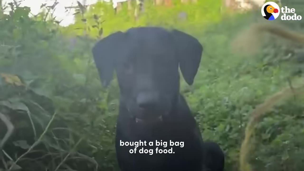 A black dog sits in tall green grass outdoors and looks toward the camera.