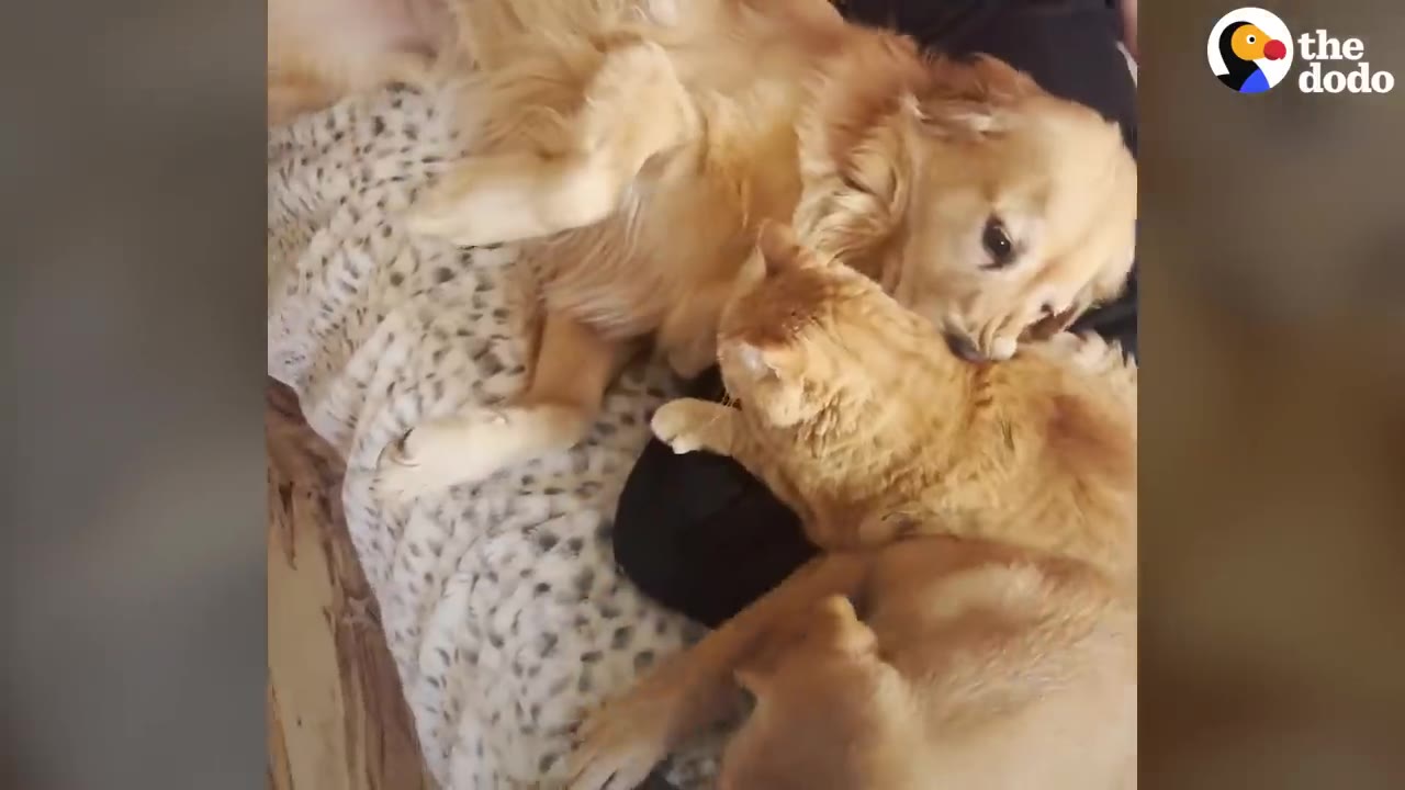 An orange cat and a golden retriever lie together on a bed, grooming each other.