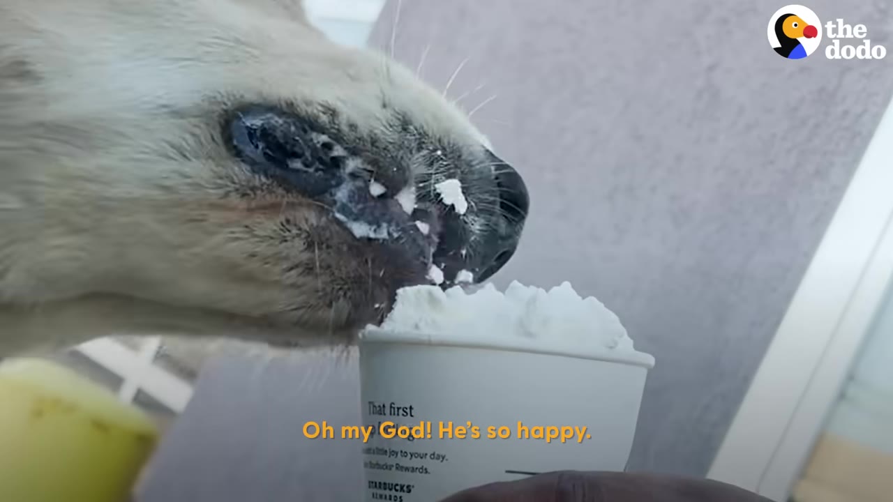 A close-up of a golden retriever's snout covered in whipped cream as it eats out of a small paper cup.