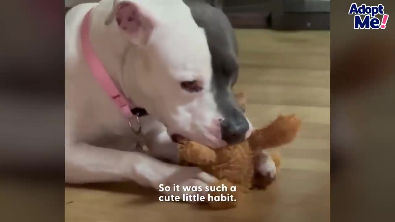 A white and grey dog lying on a wooden floor gently holding a plush brown stuffed toy in her mouth.