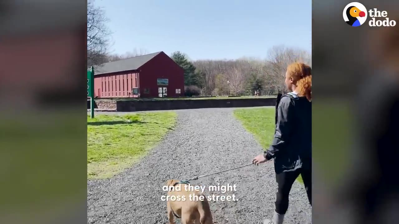 A woman walking a tan dog on a leash along a gravel path toward a red building.