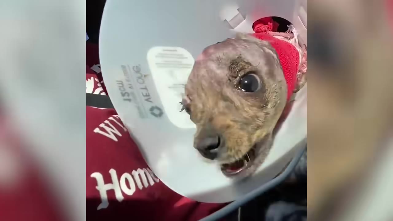 A close-up of a small, injured brown dog wearing a white plastic protective cone and a red bandage around its neck.
