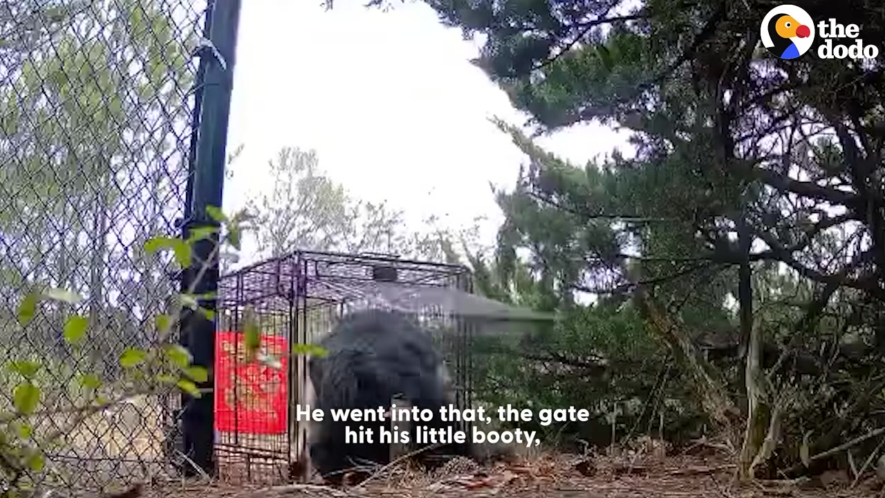 A black dog is partially inside a wire cage trap outdoors near a chain-link fence and trees.
