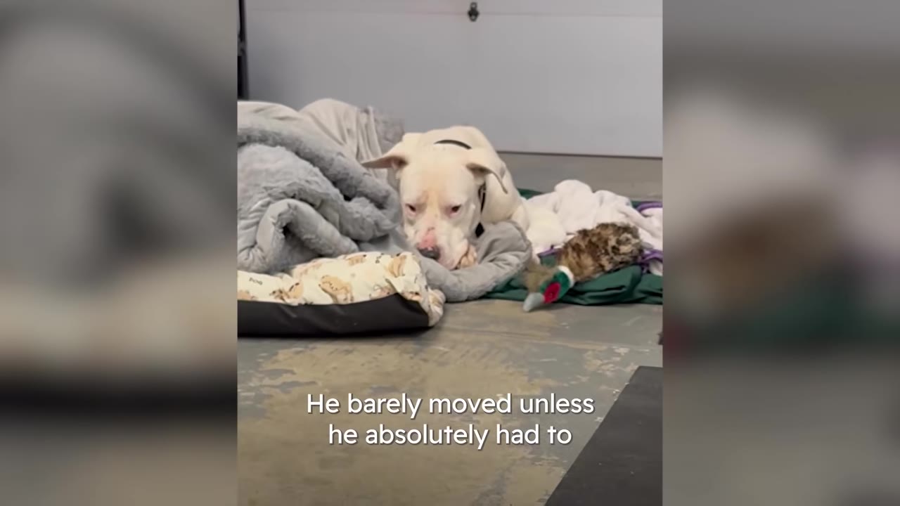 A white dog lying amidst grey and patterned blankets on a garage floor.