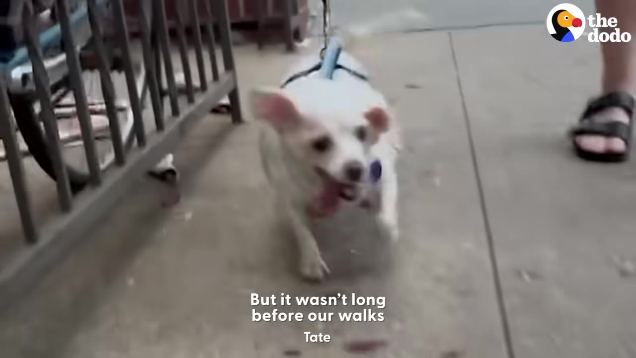 A small white dog wearing a harness walks on a city sidewalk while on a leash.
