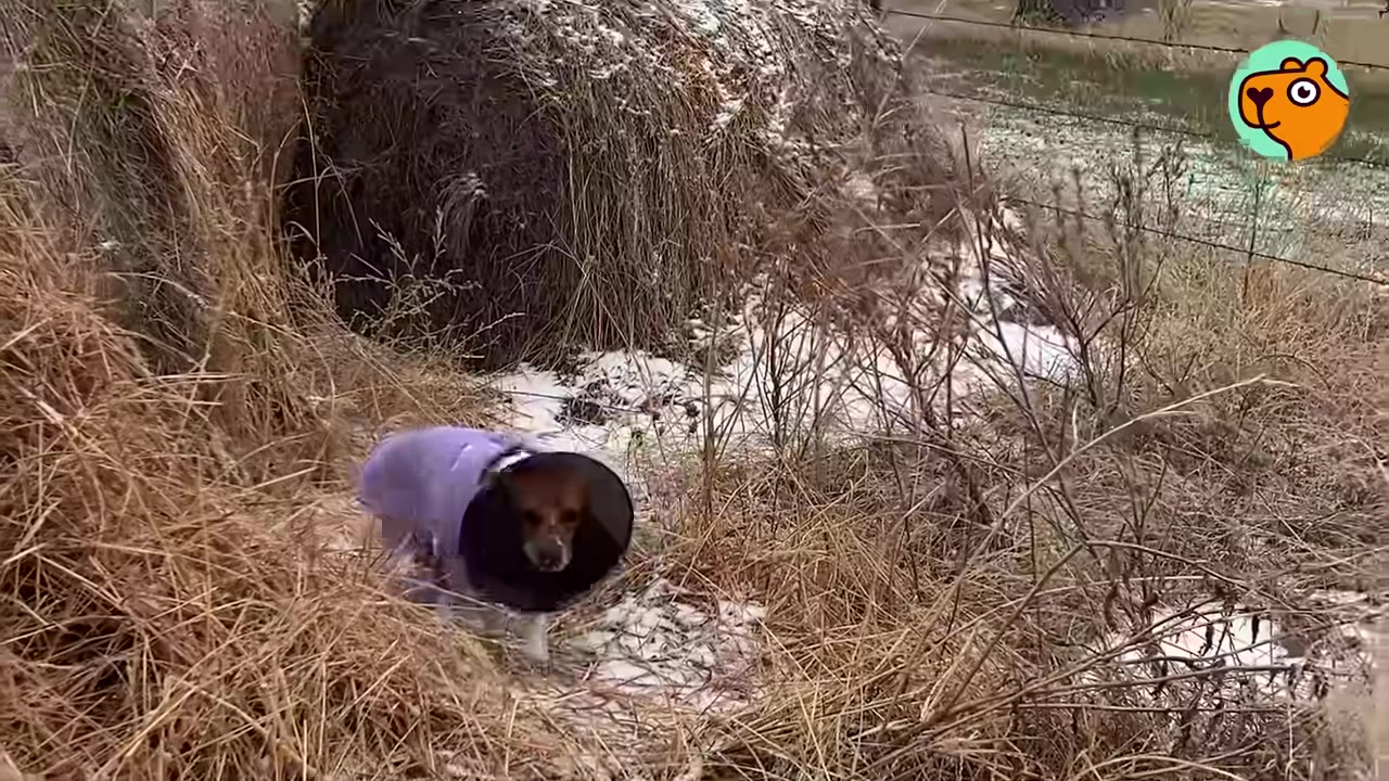 A small brown and white dog wearing a purple coat and a medical recovery cone walks near hay bales outdoors.