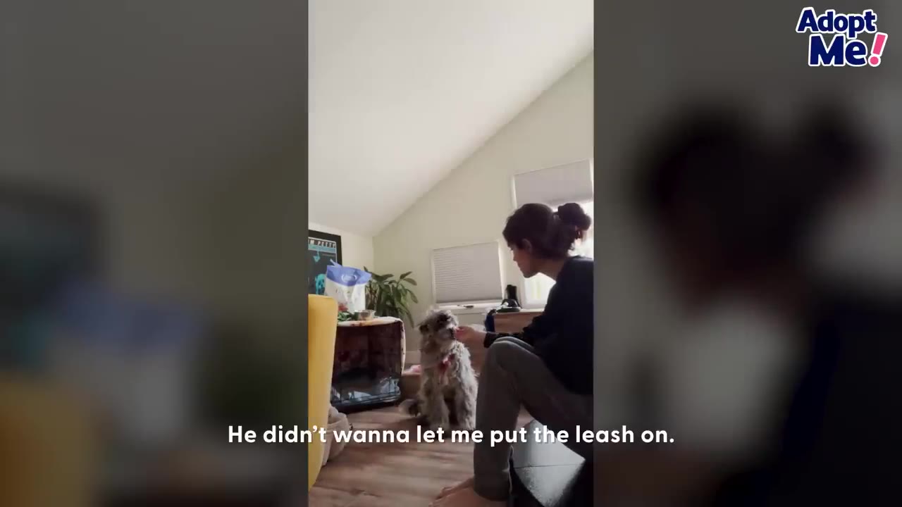 A woman sits on the floor of a living room, facing a fluffy grey dog while attempting to put a leash on him.
