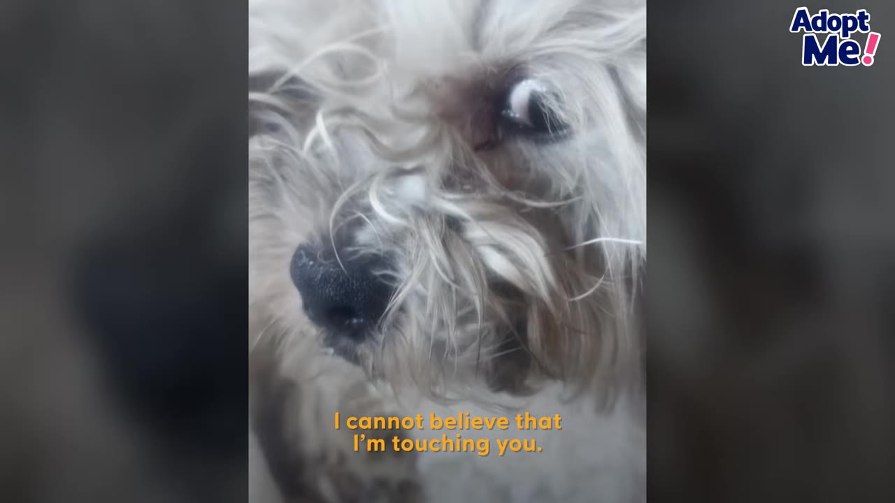 Close-up of a small, fluffy dog looking up while being touched