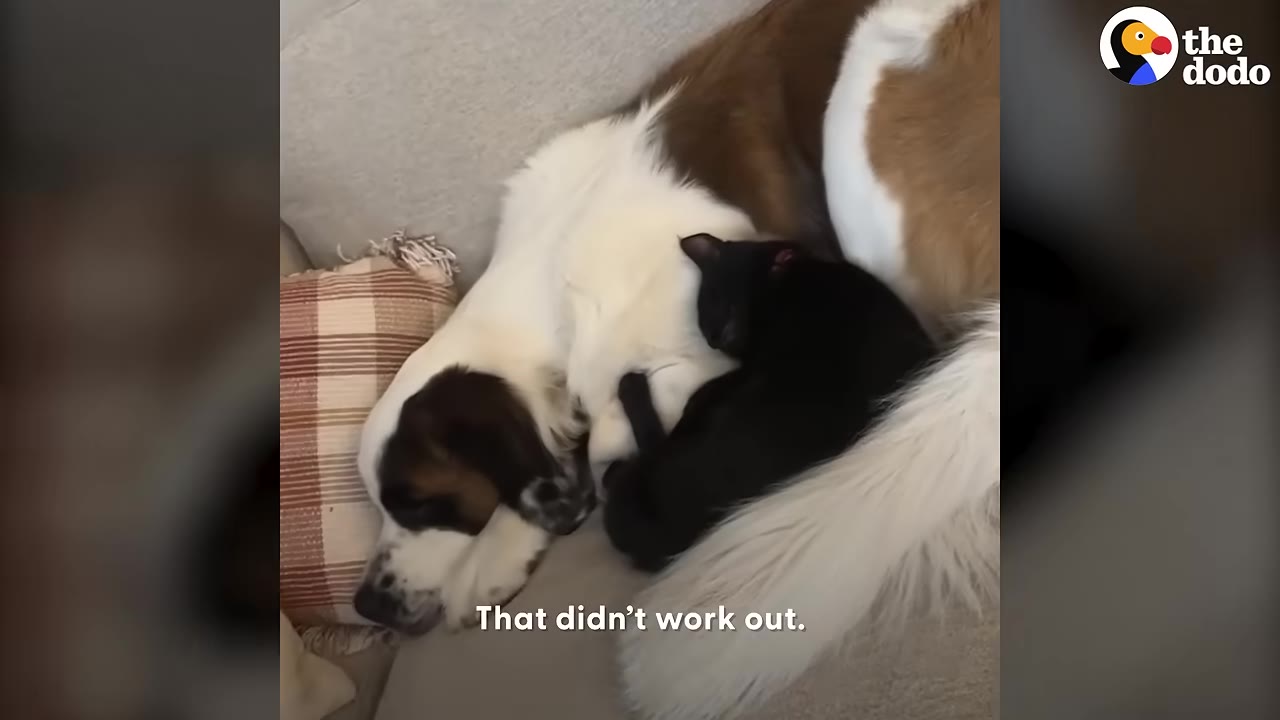 A large Saint Bernard dog and a small black cat cuddle together asleep on a couch.