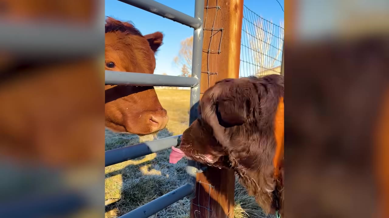 A large brown dog licking near a brown cow through a metal fence in the sunlight.