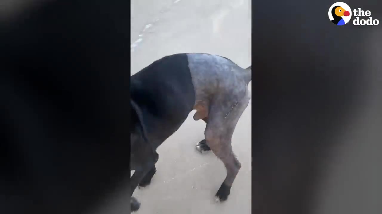 A close-up view of a black dog showing its shaved hindquarters and hip area following surgery.