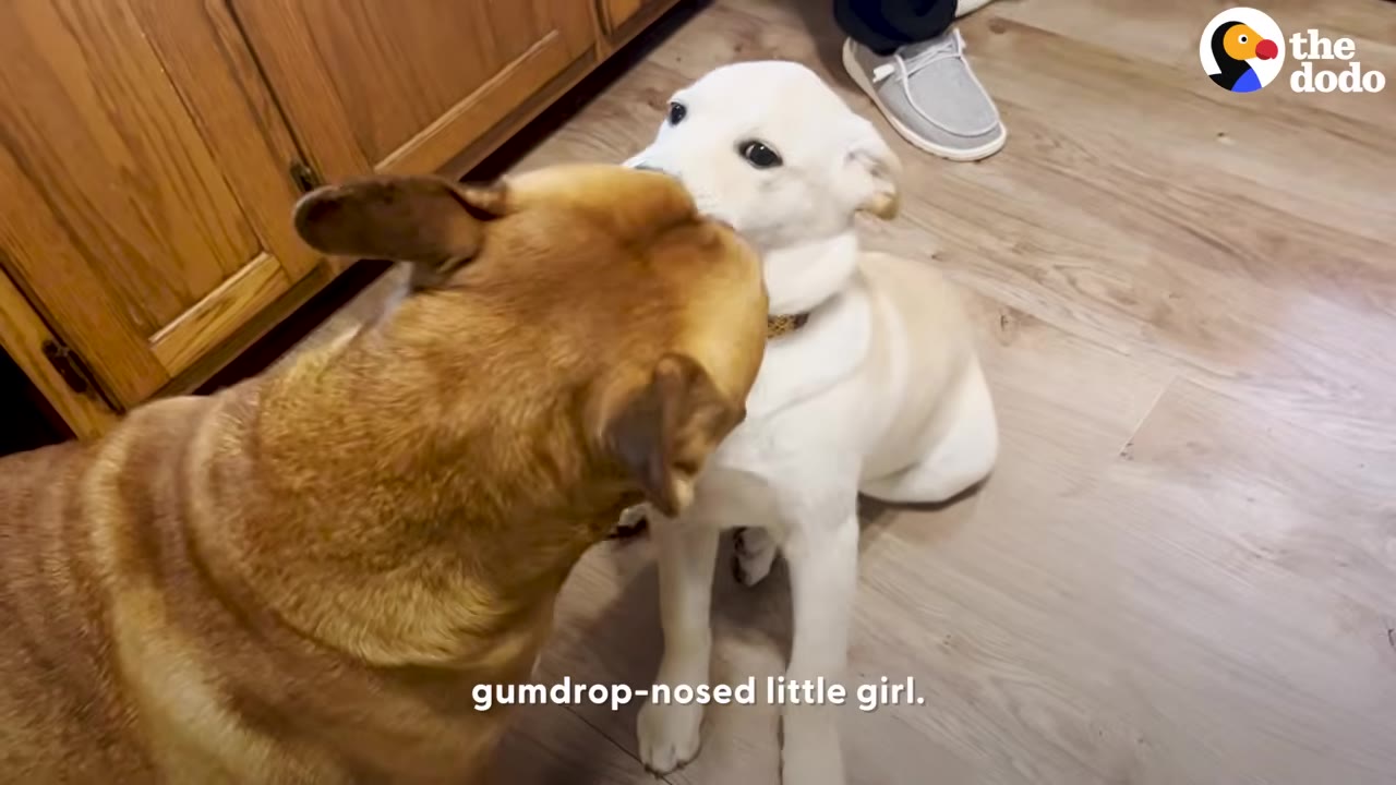 A small white puppy with dark eyes sitting on a light wooden floor next to a larger brown dog.