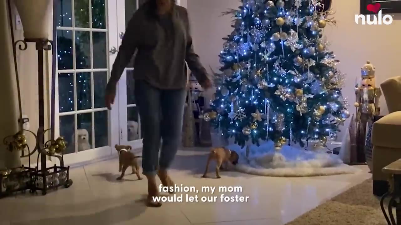 A woman walks across a living room decorated with a lit Christmas tree, accompanied by two small brown puppies.