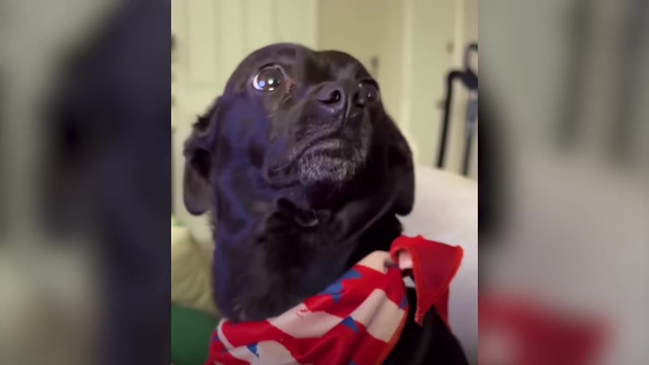 A close-up of a small black dog wearing a red, white, and blue patterned bandana, looking up with wide, dramatic eyes.