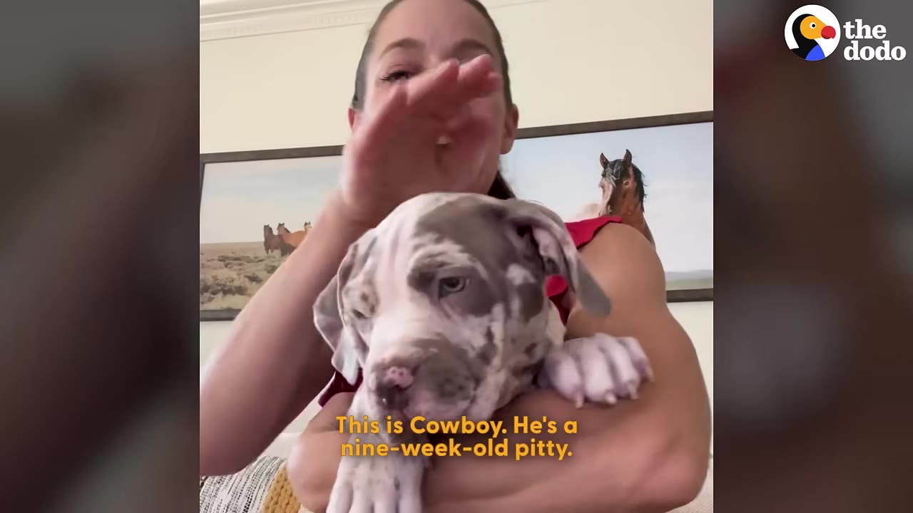 A woman holds a spotted grey and white puppy named Cowboy in her arms.