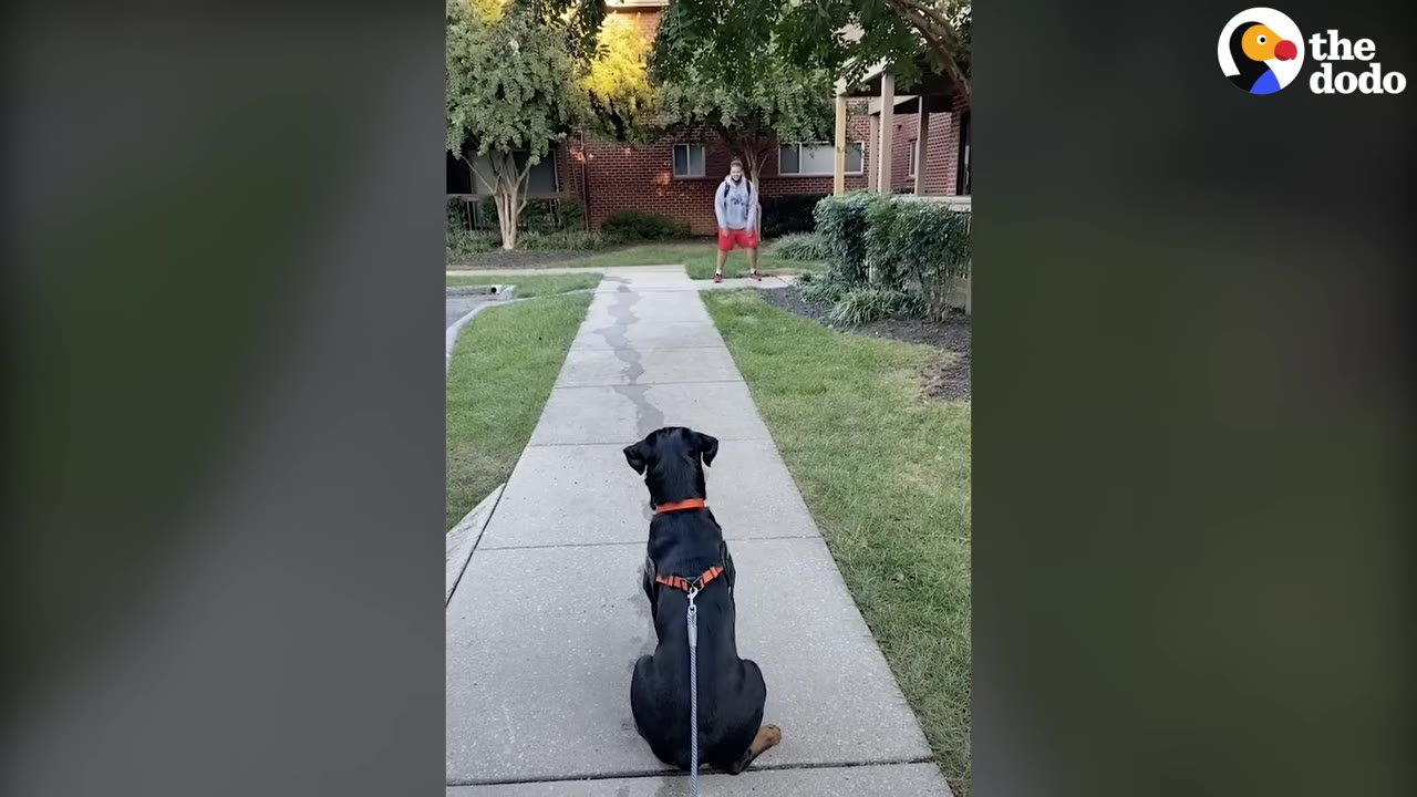 A black dog wearing a harness sitting obediently on a sidewalk while looking towards a person standing further down the path.