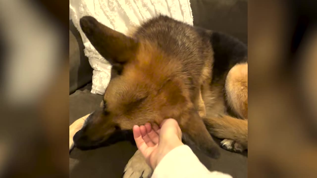 A hand gently petting a German Shepherd lying on a sofa.