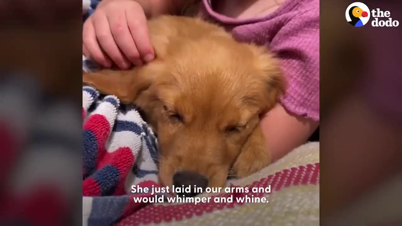A golden retriever puppy lying in someone's arms wrapped in a blanket while being gently petted.