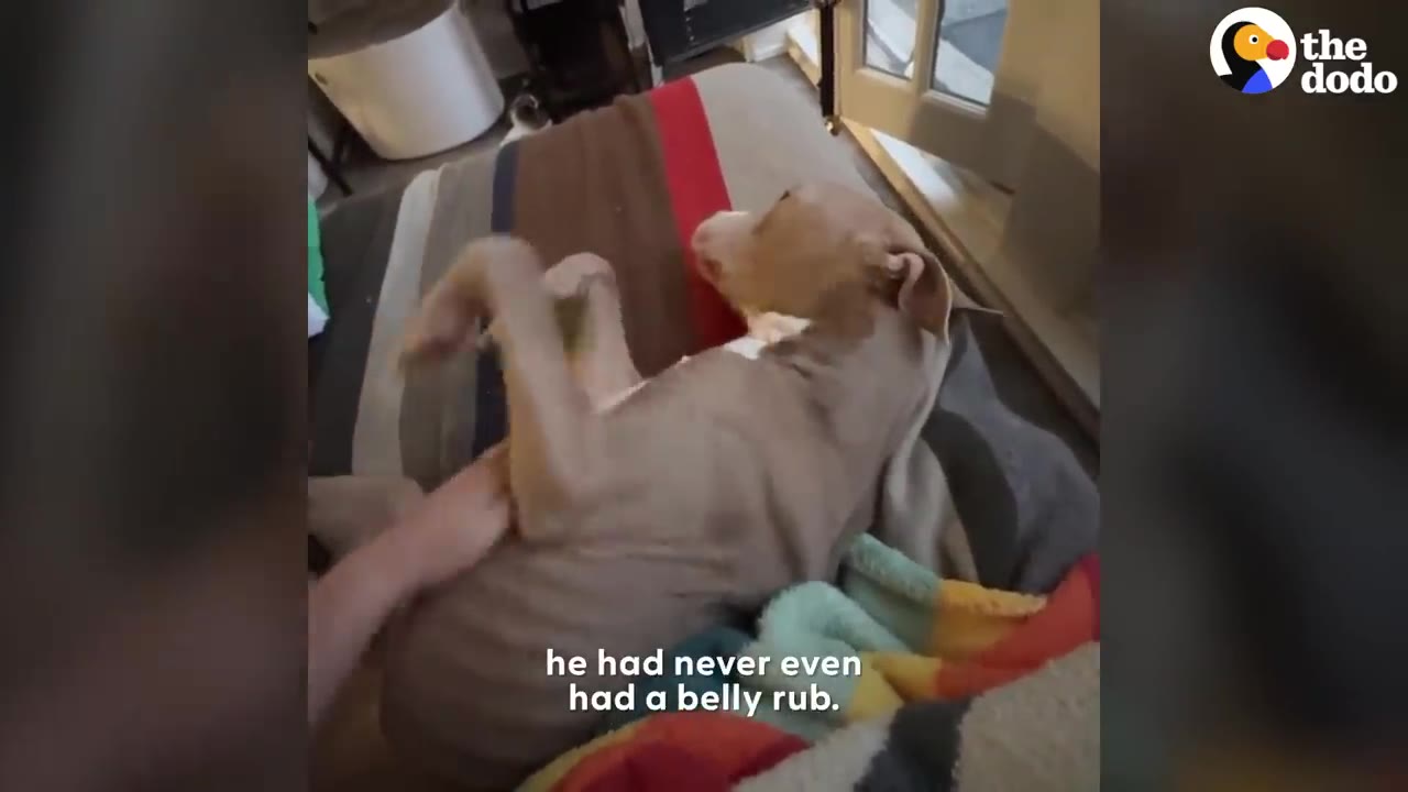 A light brown pit bull lies on its back on a striped blanket while a person's hand gently rubs its belly.
