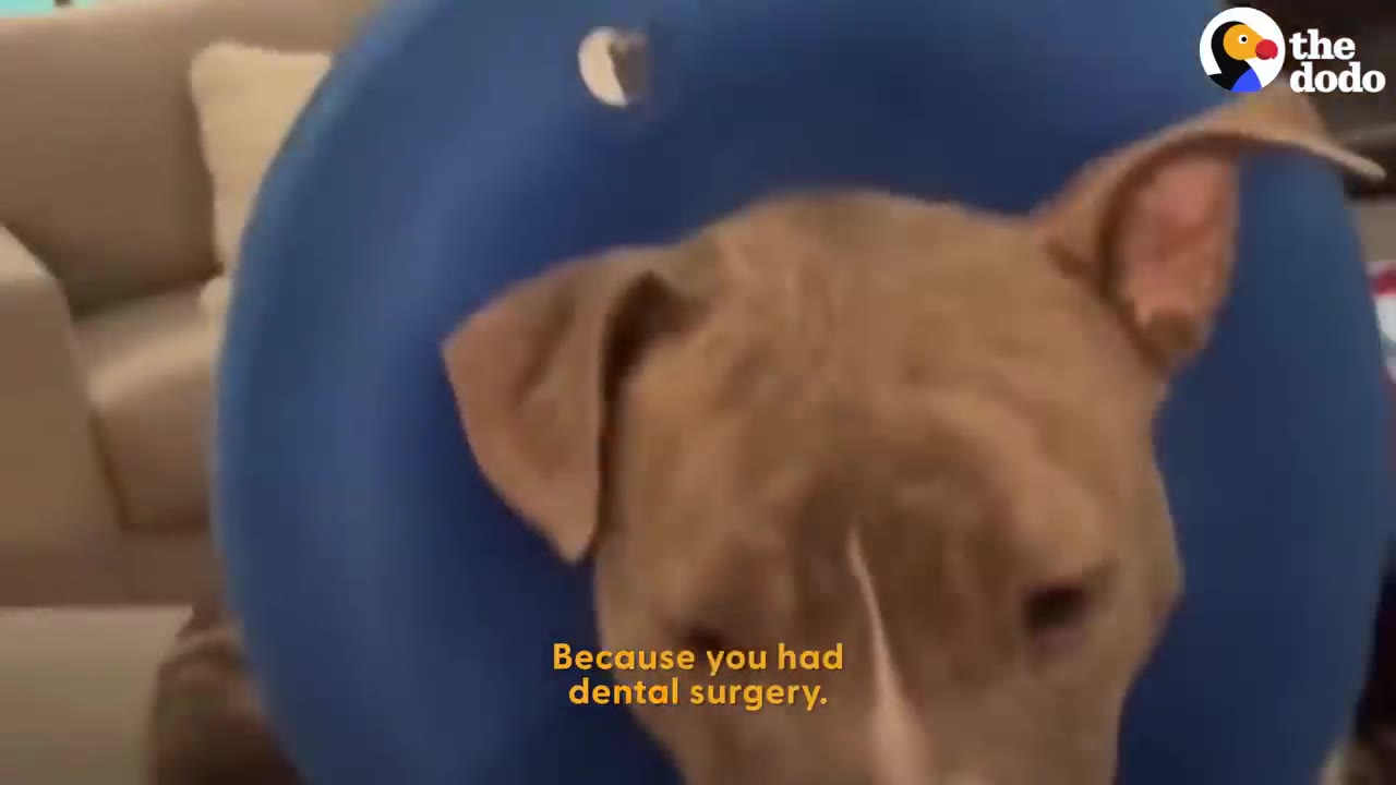 A pit bull dog wearing a blue protective e-collar while receiving care after dental surgery.