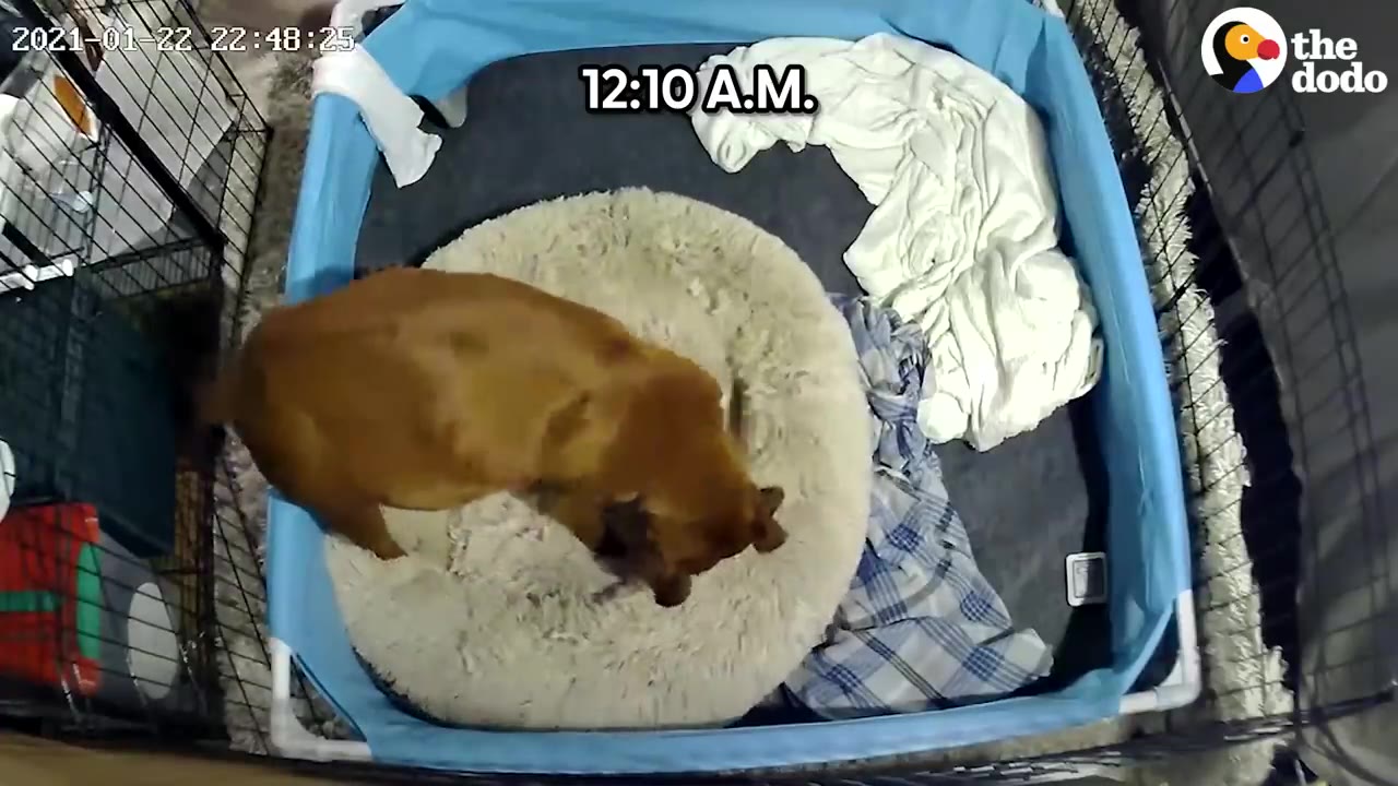 A overhead baby monitor camera view showing a brown dog standing on a round plush bed inside a blue playpen at 12:10 A.M.