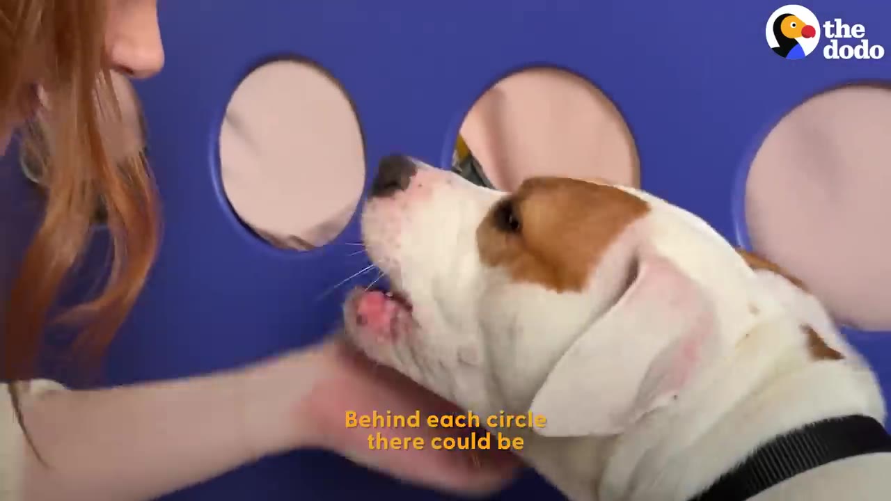 A brown and white dog looking through a circular opening in a blue mystery wall towards a woman.