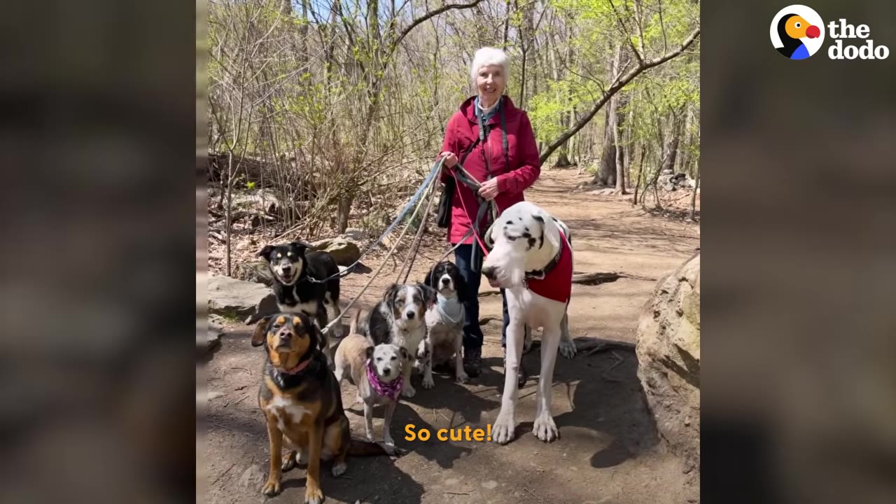 An elderly woman smiling while standing on a forest path holding the leashes of several dogs of various breeds.