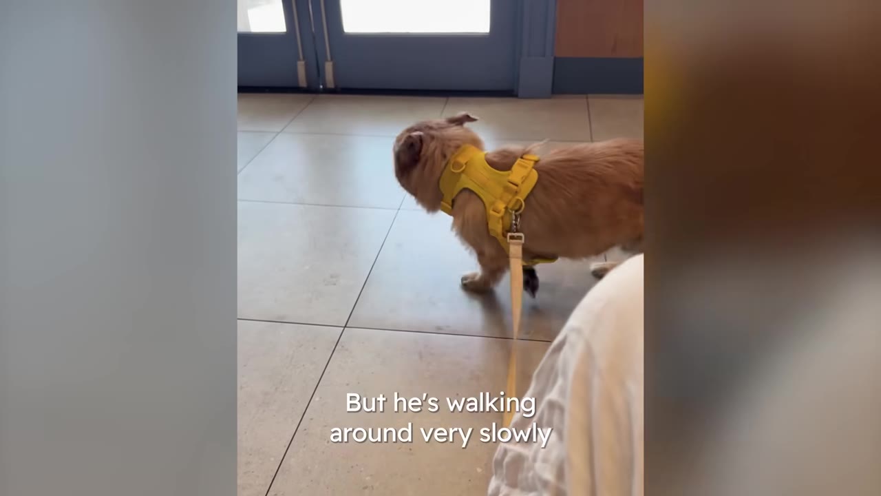A small fluffy dog wearing a yellow harness walks hesitantly across a tiled floor near an exit door.