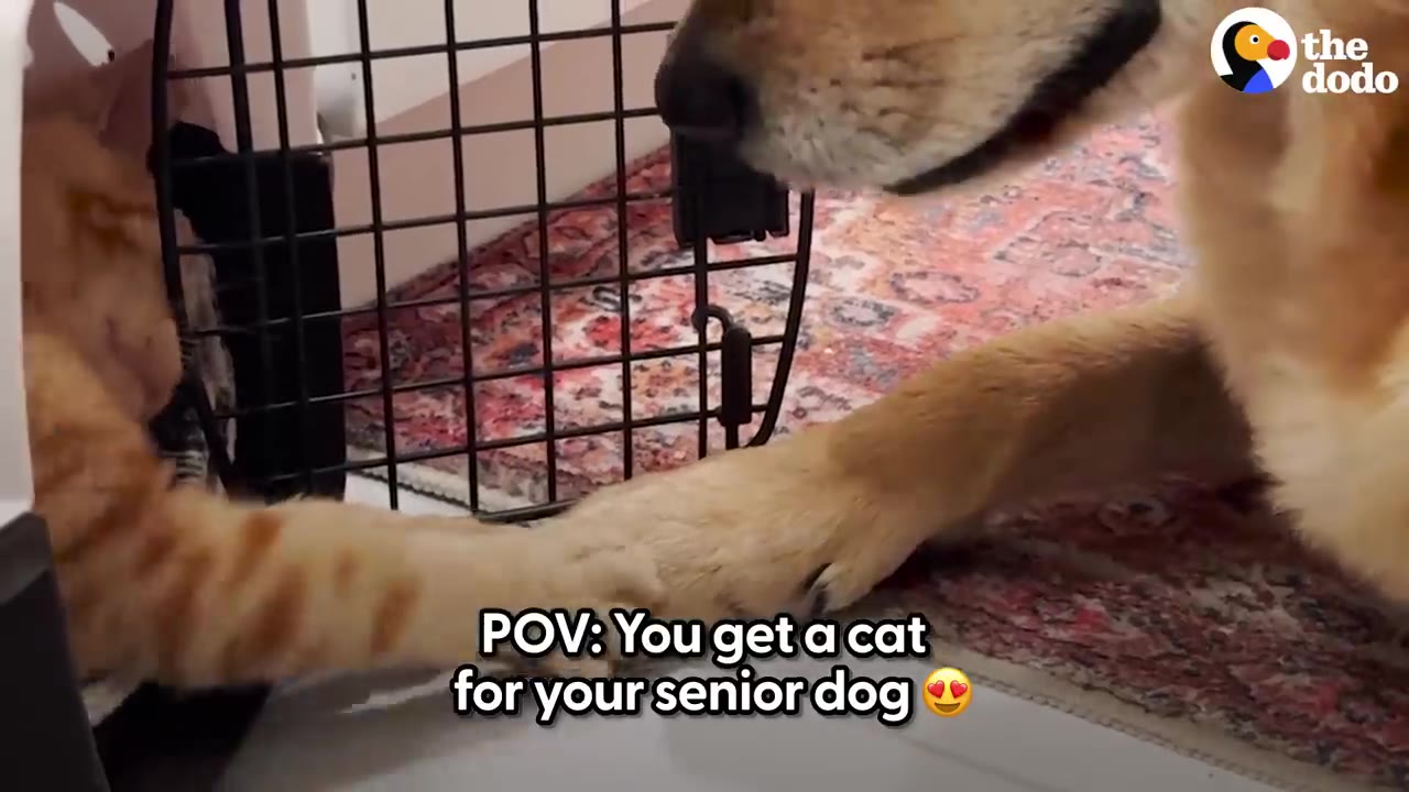 An orange cat inside a wire crate reaches its paw out through the metal bars toward a golden dog's paw on the floor outside.