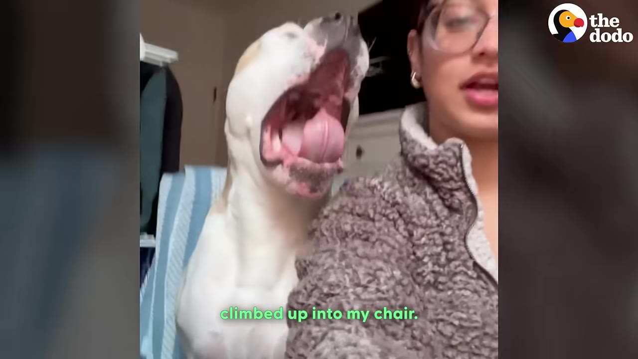 A tan and white dog named Bunny sits behind a woman in her desk chair, yawning widely with his mouth open.