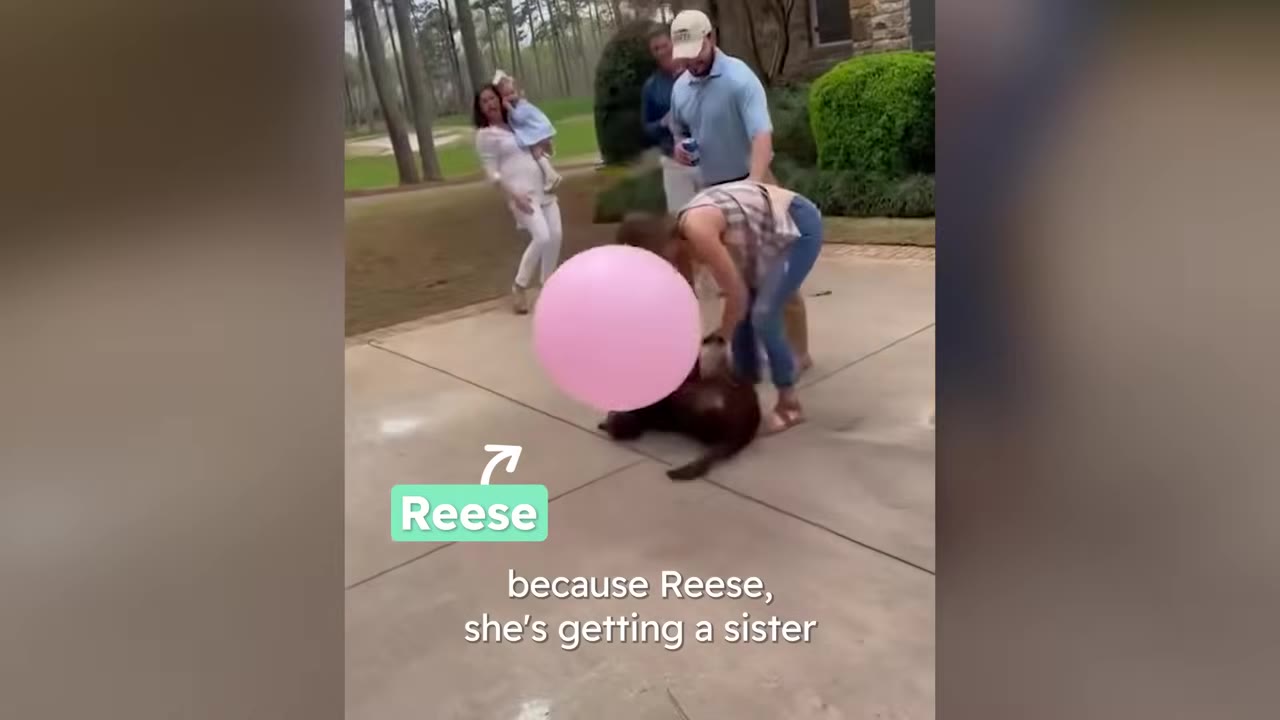 A family gathers outdoors on a driveway as a brown dog carries a large pink balloon during a gender reveal celebration.