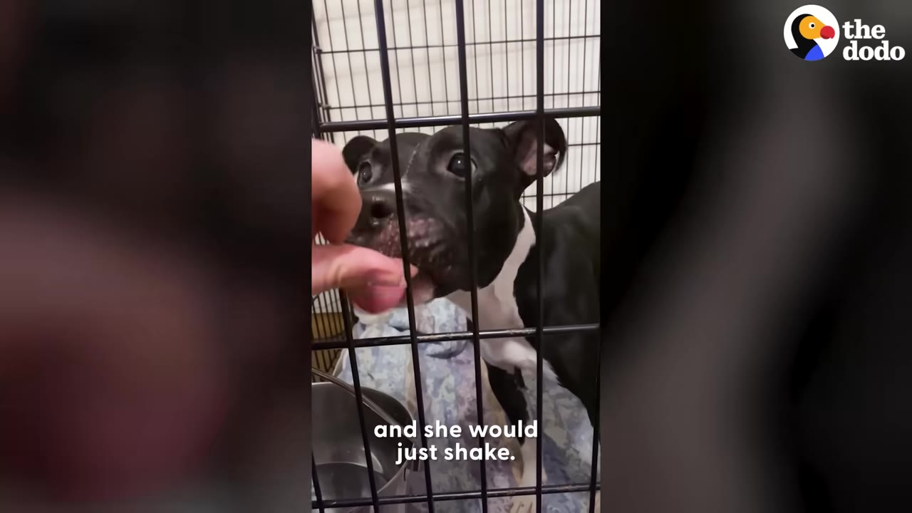 A hand reaches through the bars of a metal crate to touch the nose of a black and white dog.