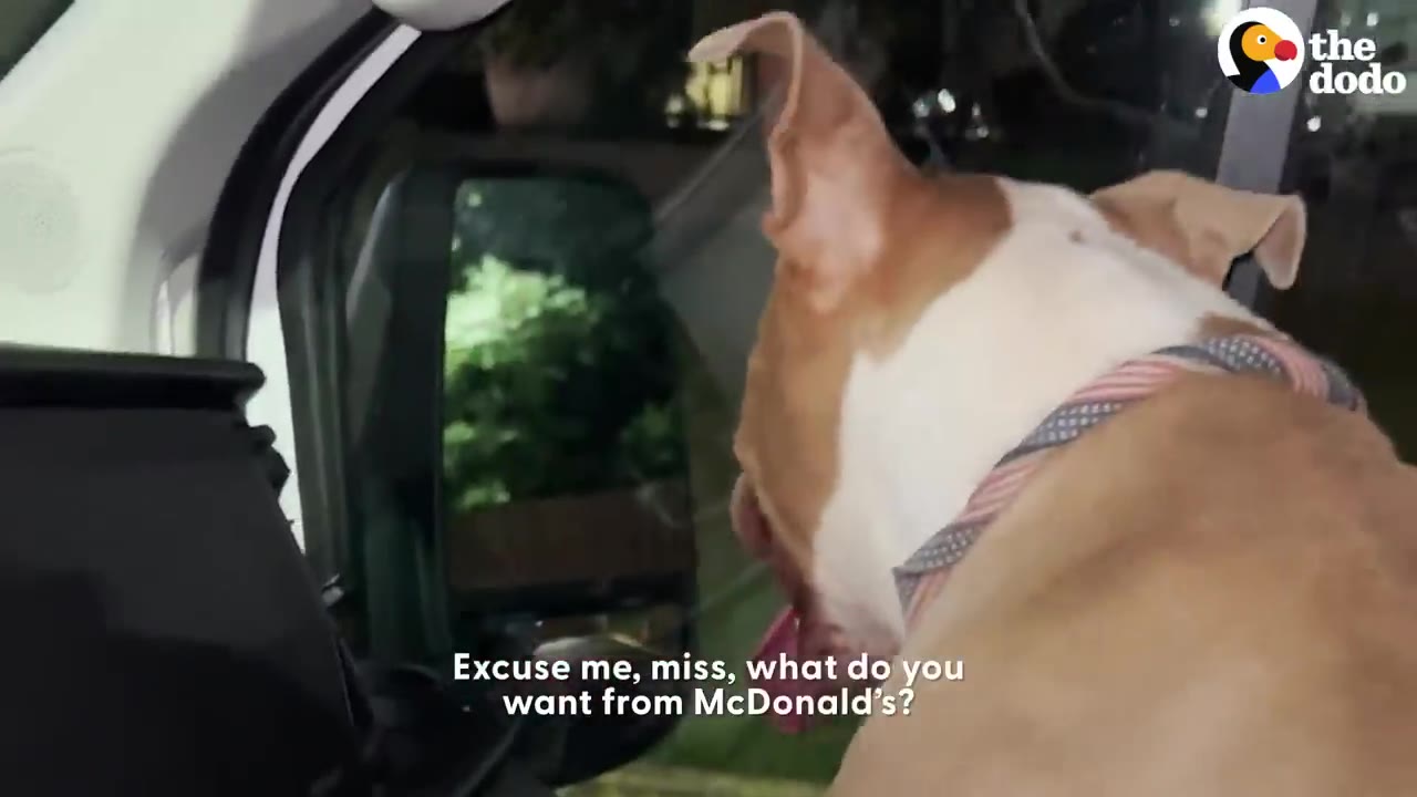A tan and white dog wearing a patterned collar sits inside a vehicle looking towards the side mirror.