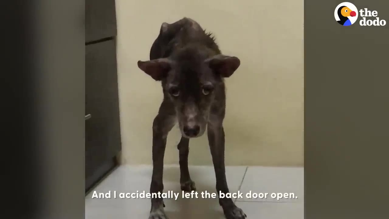 A thin, dark-furred dog stands on a tiled floor, looking up with wide, sad brown eyes.