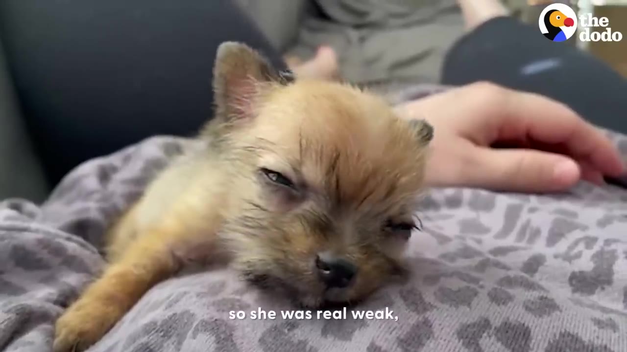 A tiny, weak brown puppy lies on a person's lap next to their hand, showing her extremely small size.