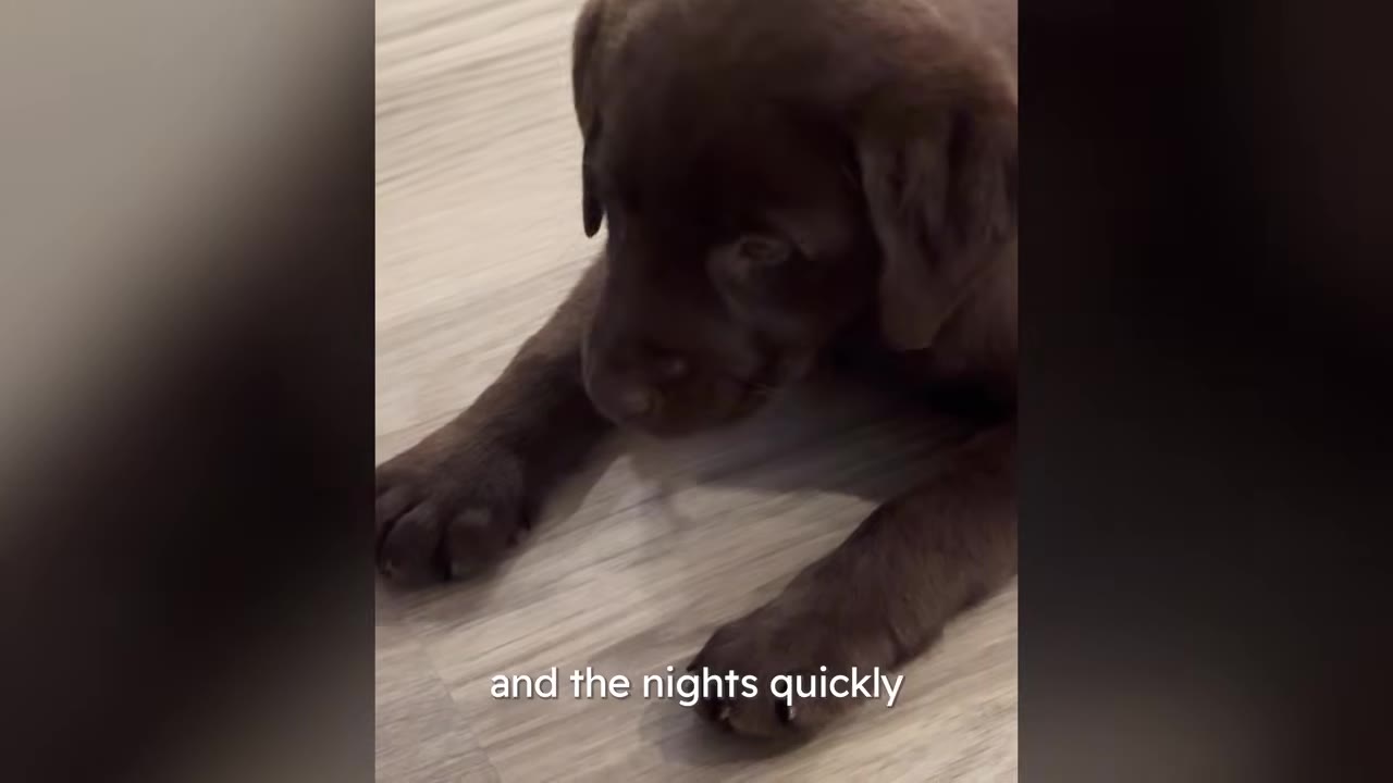 A chocolate Labrador puppy lying down on a wooden floor with a somber expression.
