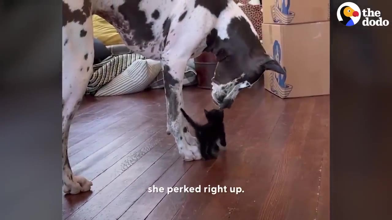 A large Great Dane bends down indoors to gently sniff a tiny black kitten standing on a hardwood floor.